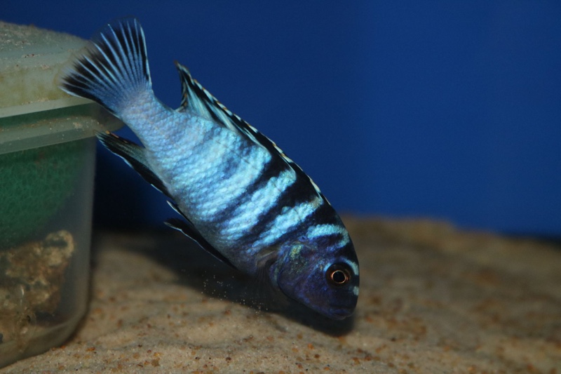 Chindongo minutus 'Lion's Cove'